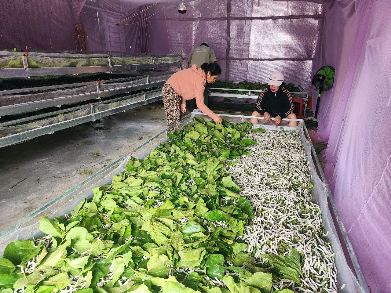 Đa dạng hóa sinh kế, hỗ trợ người dân học các nghề phù hợp với tiềm năng, lợi thế của địa phương là một ưu tiên của ngành chức năng tỉnh Lâm Đồng trong quá trình triển khai chương trình mục tiêu quốc gia phát triển kinh tế - xã hội vùng đồng bào dân tộc thiểu số và miền núi 01.jpg
