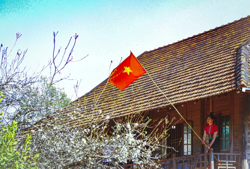 Hoa mận bung nở bên những nếp nhà sàn của người dân tộc Thái. Ảnh: Xuân Tư – TTXVN