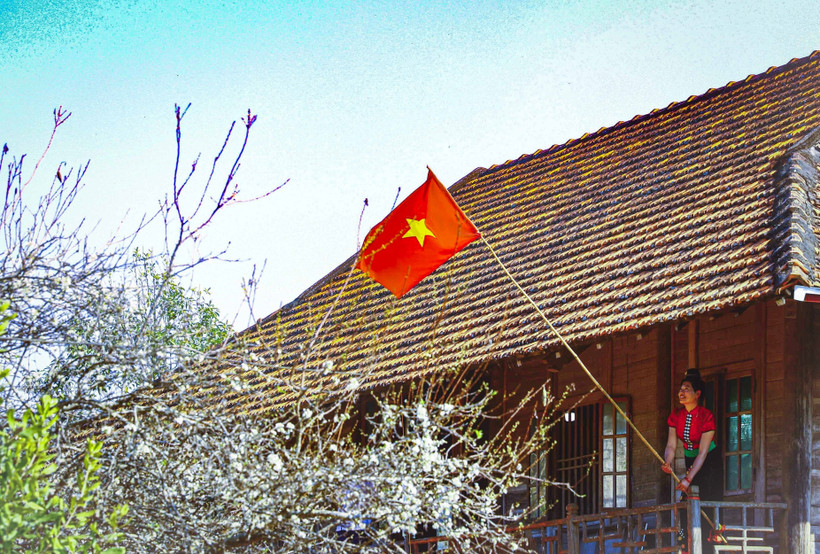 Hoa mận bung nở bên những nếp nhà sàn của người dân tộc Thái. Ảnh: Xuân Tư – TTXVN