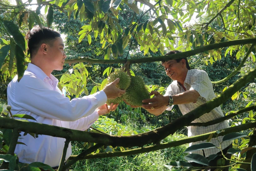 Ông Ngô Văn Sơn (người bên phải) ở ấp 1, xã Cẩm Sơn, huyện Cai Lậy, tỉnh Tiền Giang kiểm tra trái sầu riêng nghịch vụ (trái vụ). Ảnh: Minh Trí - TTXVN