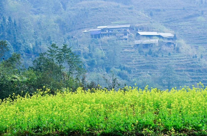 Mùa hoa cải vàng rực cao nguyên đá Hà Giang