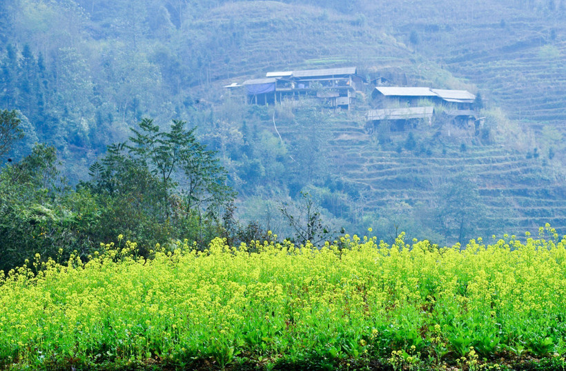 Mùa hoa cải vàng rực cao nguyên đá Hà Giang