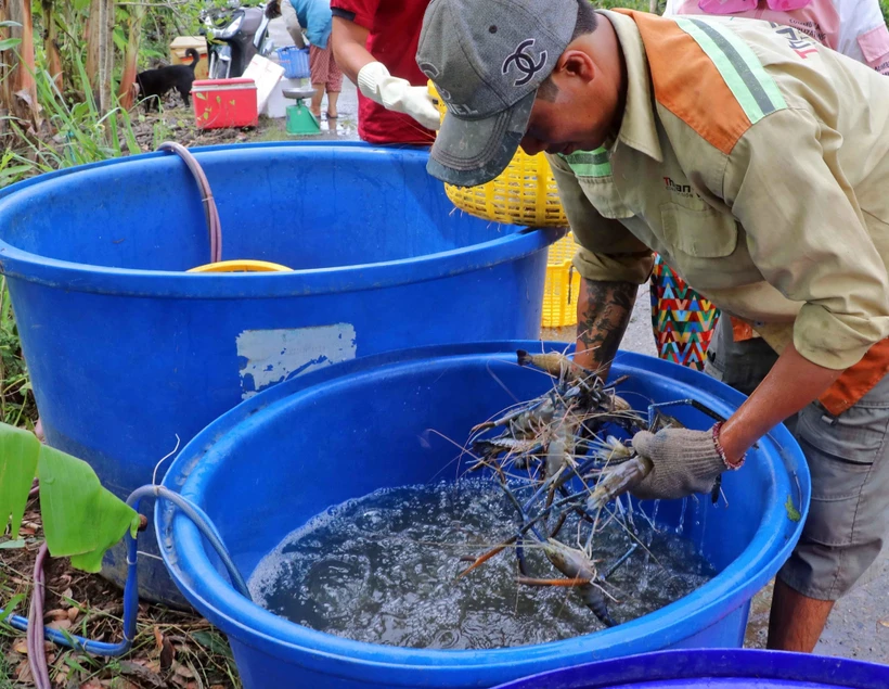 Cà Mau phát triển mô hình nuôi tôm quảng canh cải tiến