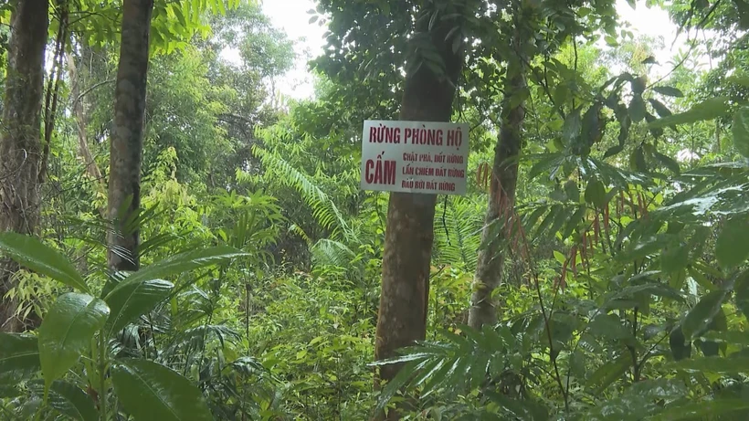 Rừng phòng hộ - nơi mây nước được trồng nhiều. Ảnh: TTXVN phát