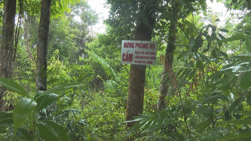 Rừng phòng hộ - nơi mây nước được trồng nhiều. Ảnh: TTXVN phát
