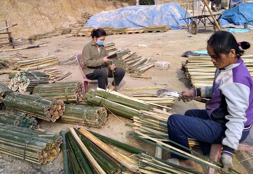 Sơ chế luồng, vầu ở huyện Quan Sơn. Ảnh: Nguyễn Nam-TTXVN