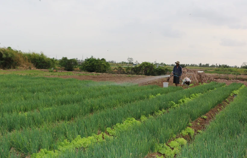 Người Khmer các xã vùng ven thành phố Bạc Liêu (tỉnh Bạc Liêu) có cuộc sống ổn định nhờ mô hình trồng rau màu chuyên canh. Ảnh: Tuấn Kiệt – TTXVN