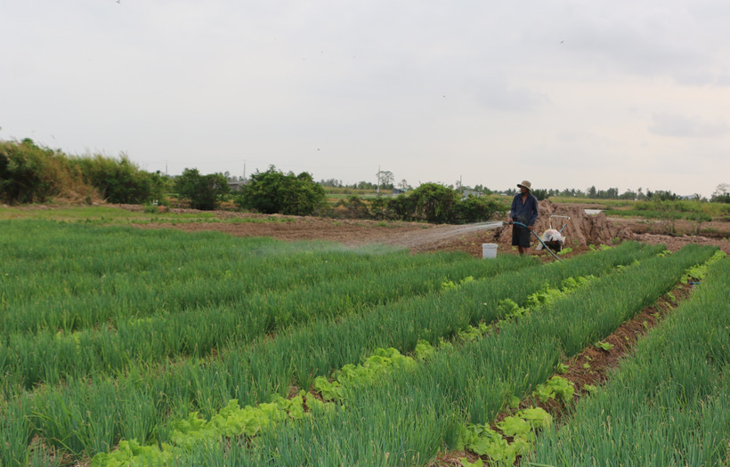 Người Khmer các xã vùng ven thành phố Bạc Liêu (tỉnh Bạc Liêu) có cuộc sống ổn định nhờ mô hình trồng rau màu chuyên canh. Ảnh: Tuấn Kiệt – TTXVN