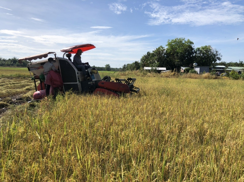Người dân thu hoạch giống lúa ST24 vụ đầu tiên tại xã Lộc Khánh, huyện biên giới Lộc Ninh. Ảnh: TTXVN phát