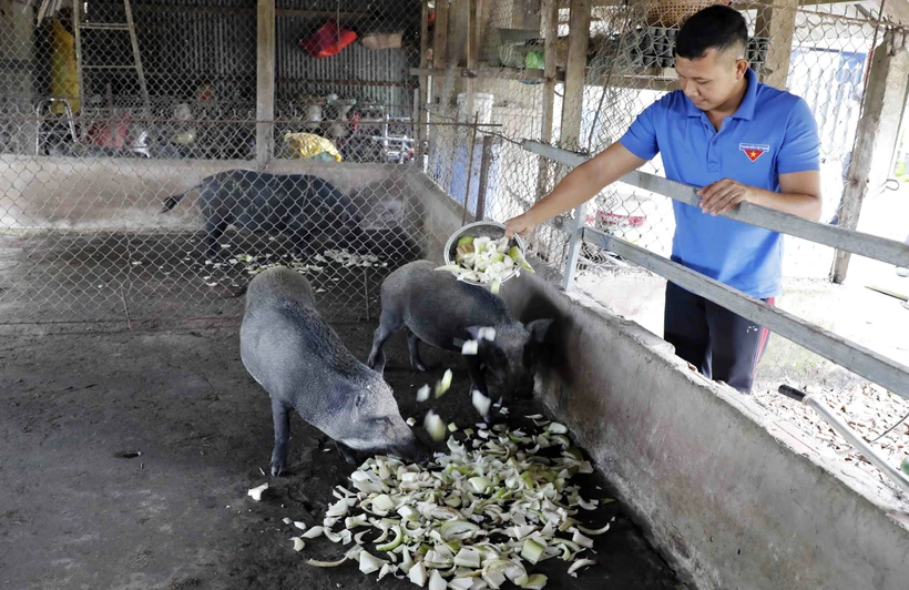 Thanh niên Trần Sáng, dân tộc Khmer, ấp Tú Điền, xã Đại Ân 2, huyện Trần Đề vay vốn chương trình giải quyết việc làm để đầu tư nuôi lợn rừng, cải tạo vườn trồng cây ăn quả, rau màu cho hiệu quả kinh tế cao. Ảnh: Trần Việt - TTXVN