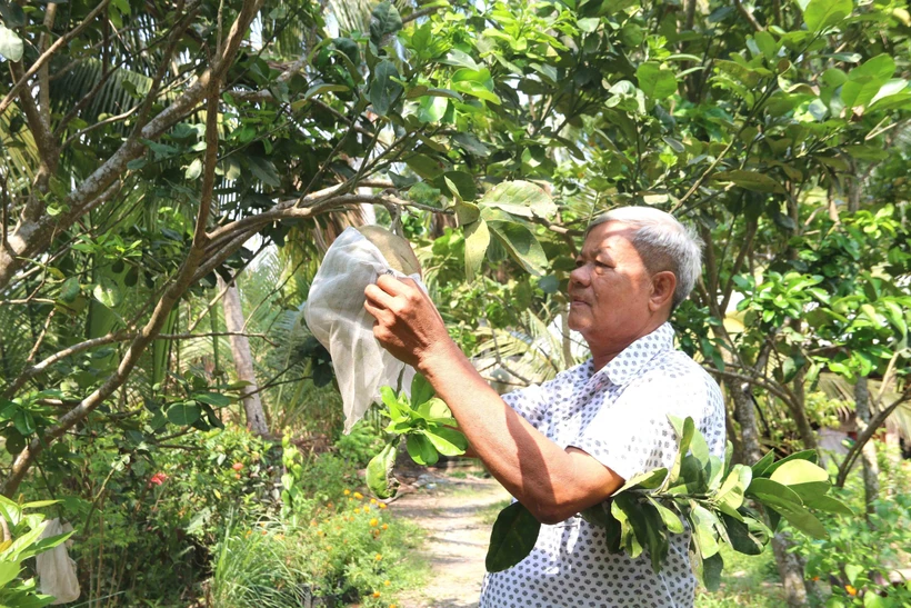 Ông Kim Ruône, Bí thư chi bộ ấp Bót Chếch, xã Lương Hòa, huyện Châu Thành là người có uy tín vùng đồng bào dân tộc Khmer chăm sóc vườn cây ăn trái của gia đình. Ảnh: Thanh Hòa - TTXVN