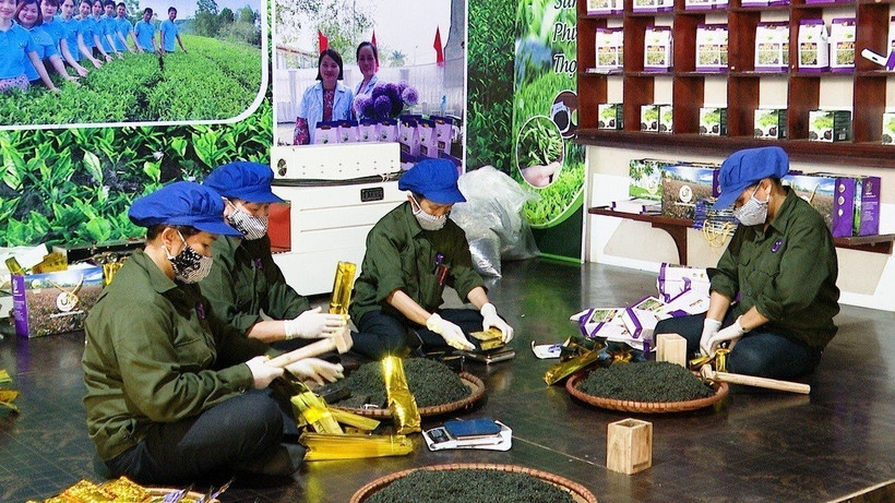 Sản phẩm chè búp tím Thanh Ba đã được UBND tỉnh Phú Thọ cấp chứng nhận OCOP 4 sao và đang được các cơ quan, đơn vị liên quan trình Bộ Nông nghiệp và Phát triển nông thôn công nhận sản phẩm OCOP hạng 5 sao. Ảnh: TTXVN phát