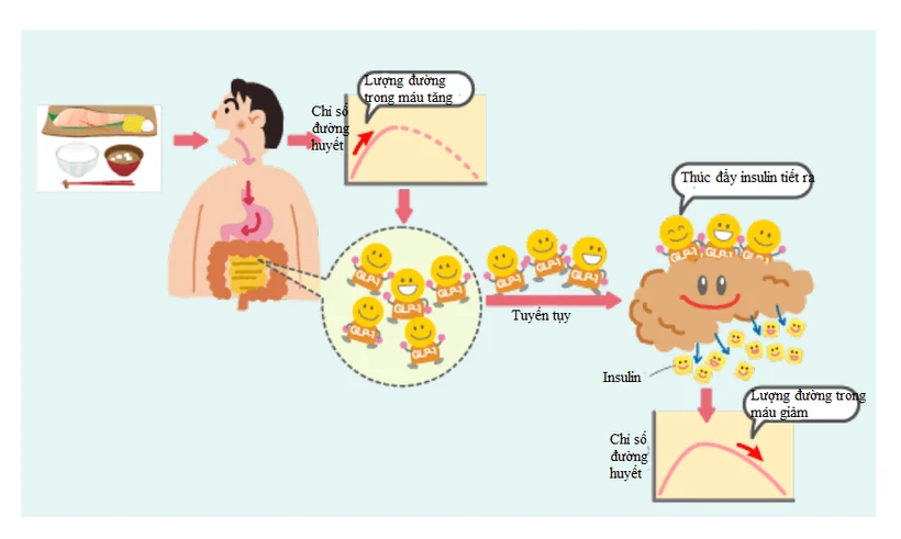 Phát hiện nhân tố có thể giúp tăng hiệu quả điều trị bệnh đái tháo đường