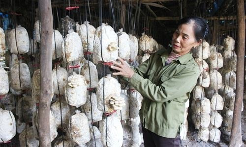Vĩnh Phúc nhiều tiềm năng phát triển nấm ăn, nấm dược liệu