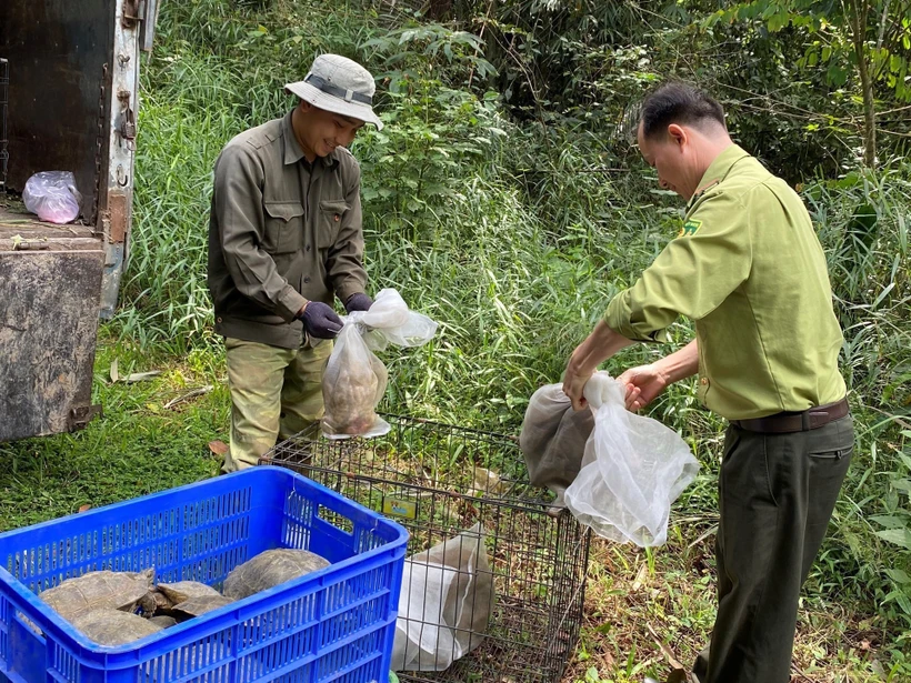 Thả thú hoang về rừng tự nhiên thuộc Vườn quốc gia Bù Gia Mập. Ảnh: TTXVN phát