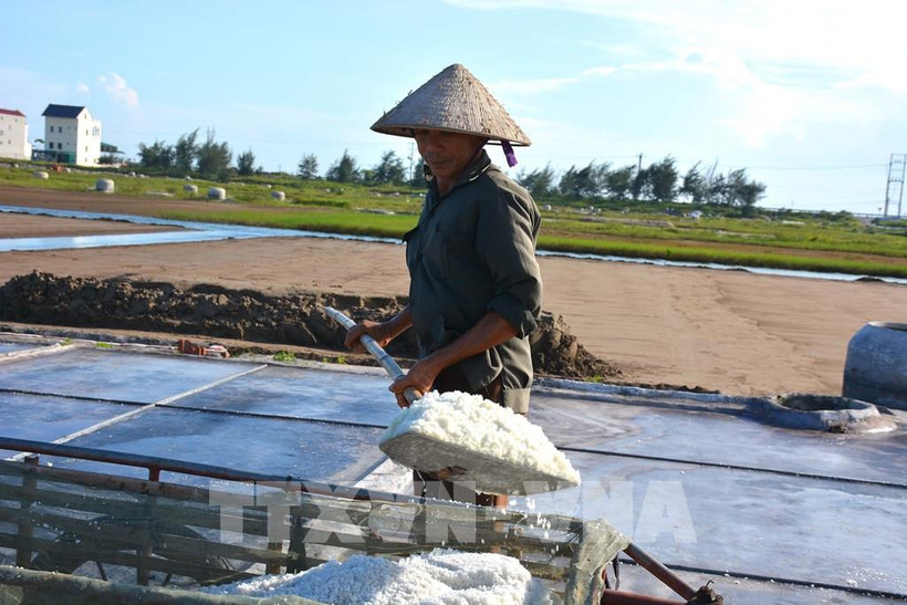Thu hoạch muối trên cánh đồng muối. Ảnh: Công Luật - TTXVN