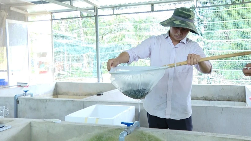 Anh Trần Tấn Giang kiểm tra sinh trưởng của lươn. Ảnh: Hoàng Nhị - TTXVN