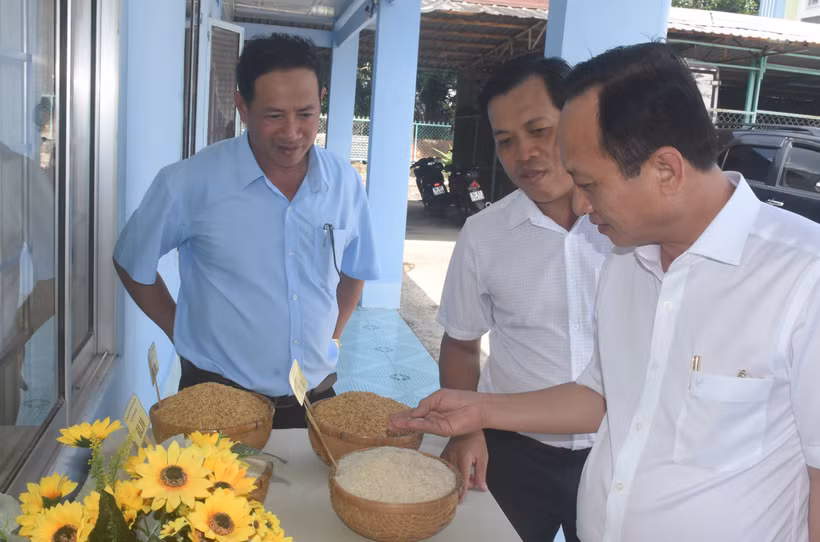 Các đại biểu tham quan khu trưng bày giống lúa BL9. Ảnh: Tuấn Kiệt – TTXVN