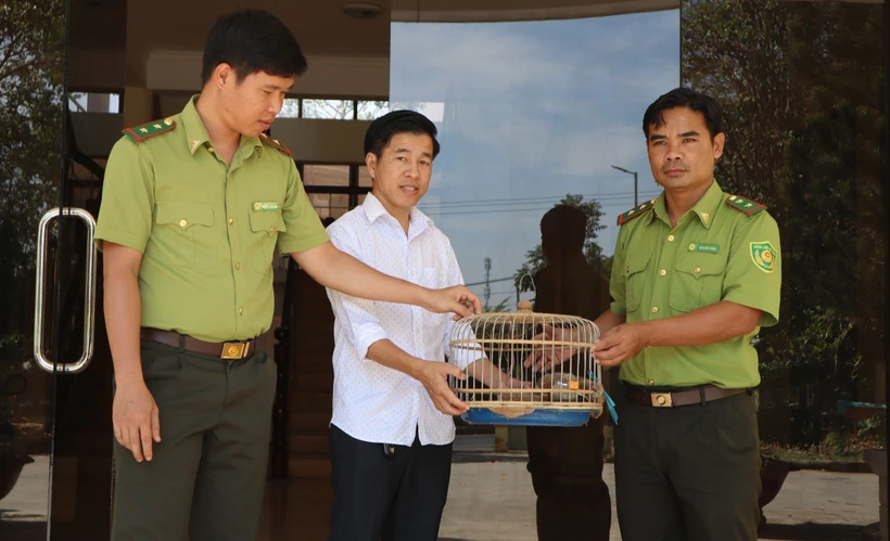 Bàn giao cá thể Cu li quý hiếm cho Chi cục Kiểm lâm tỉnh Bình Phước