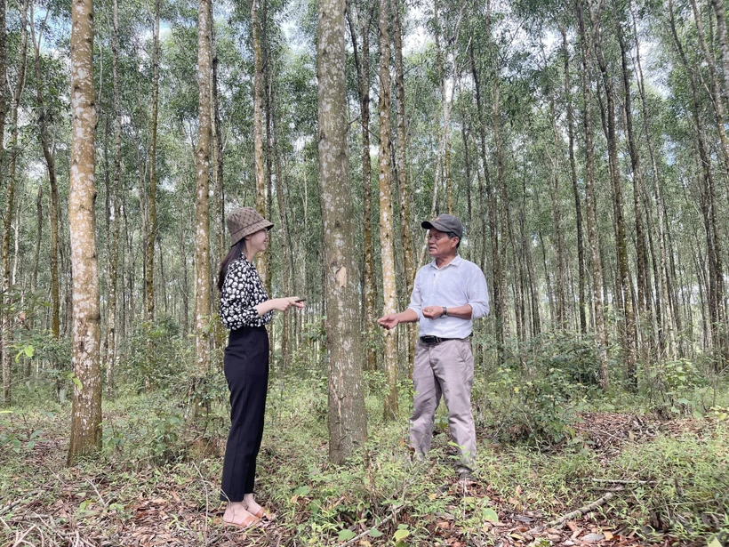Mô hình trồng rừng gỗ lớn phục vụ vùng nguyên liệu chế biến và xuất khẩu tại Hợp tác xã Cam Thủy, huyện Cam Lộ mang lại hiệu quả kinh tế cao. Ảnh: Thanh Thủy-TTXVN