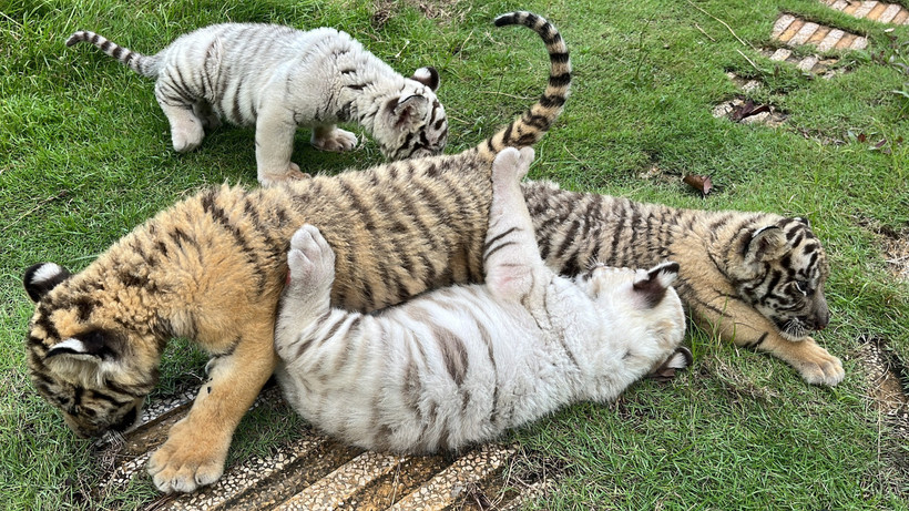 Hổ con được chăm sóc, nuôi dưỡng tại Khu du lịch sinh thái Vườn Xoài (thành phố Biên Hòa, Đồng Nai). Ảnh: TTXVN phát