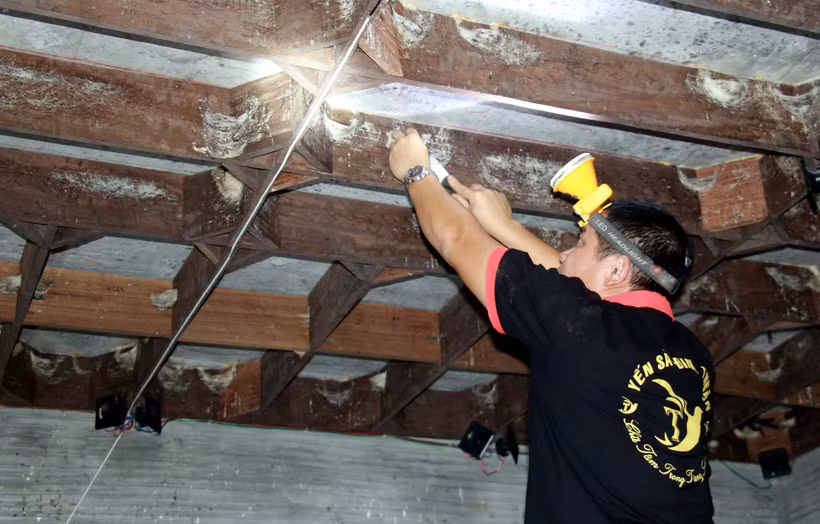 Anh Đinh Văn Thuận thu hái tổ yến. Ảnh: Nguyễn Lành - TTXVN