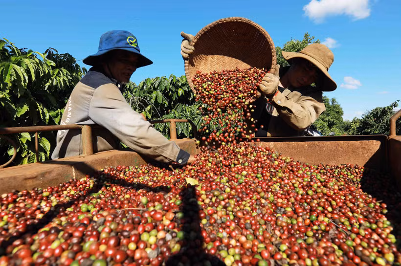 Thu hoạch cà phê ở vùng trồng của Công ty Simexco Daklak (thành phố Buôn Ma Thuột, Đắk Lắk). Ảnh: Vũ Sinh - TTXVN