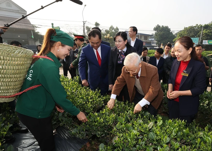 Tổng Bí thư Nguyễn Phú Trọng thăm vườn chè của Hợp tác xã Hảo Đạt, thành phố Thái Nguyên. Ảnh: Trí Dũng– TTXVN