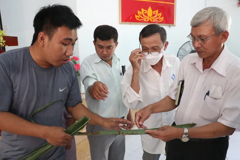 Hướng dẫn người dân nhân nuôi ong ký sinh. Ảnh: Huỳnh Phúc Hậu - TTXVN