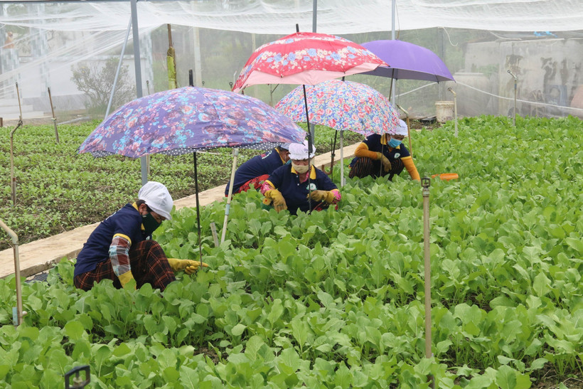 Chăm sóc rau màu trong nhà lưới tại Hợp tác xã rau an toàn Tân Đông (Gò Công Đông, Tiền Giang). Ảnh: Minh Trí - TTXVN