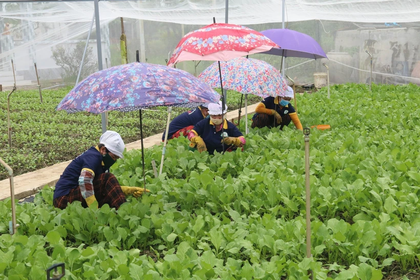 Chăm sóc rau màu trong nhà lưới tại Hợp tác xã rau an toàn Tân Đông (Gò Công Đông, Tiền Giang). Ảnh: Minh Trí - TTXVN
