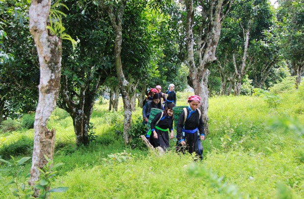 Lào Cai bảo tồn và phát huy giá trị của cây chè cổ thụ 