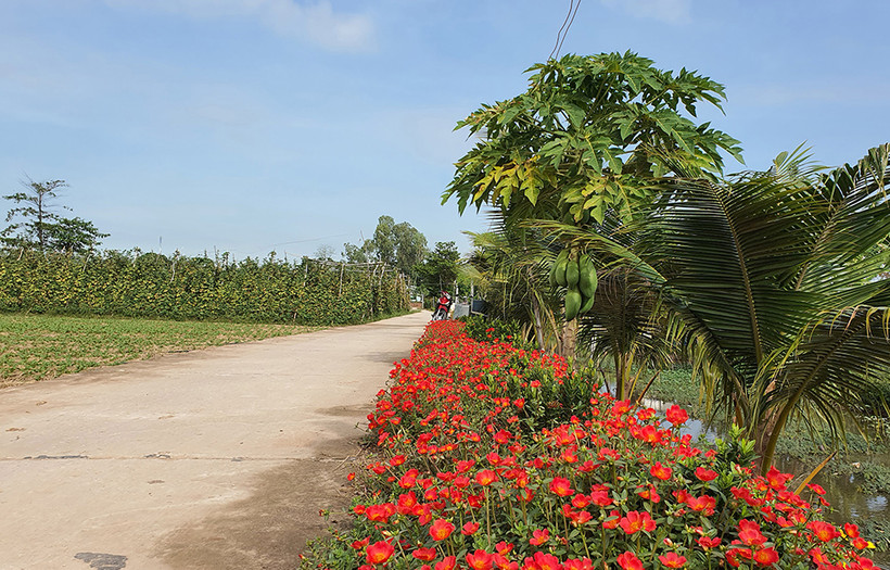Diện mạo nông thôn xã Bình Thạnh, huyện Châu Thành khởi sắc. Ảnh: baoangiang.vn