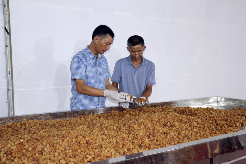 Anh Lường Văn Mười (bên trái), Giám đốc Hợp tác xã dịch vụ nông nghiệp Hoa Mười kiểm tra long nhãn sau khi sấy khô. Ảnh: Hữu Quyết - TTXVN