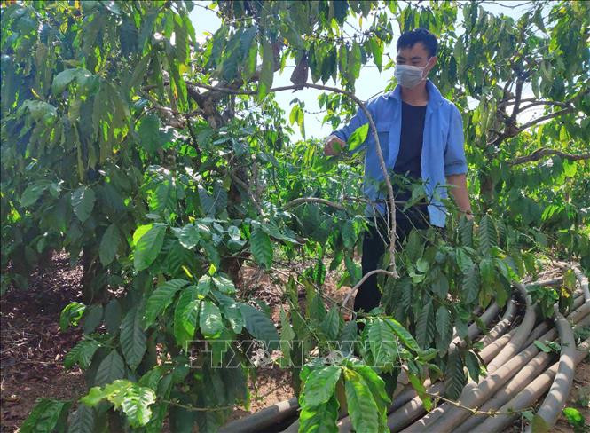 Nhờ nguồn vốn vay từ Đề án cho vay tiêu dùng, anh Nguyễn Văn Lương (xã Đăk Ngọc, huyện Đăk Hà, tỉnh Kon Tum) yên tâm hơn trong lao động, sản xuất. Ảnh: Dư Toán – TTXVN