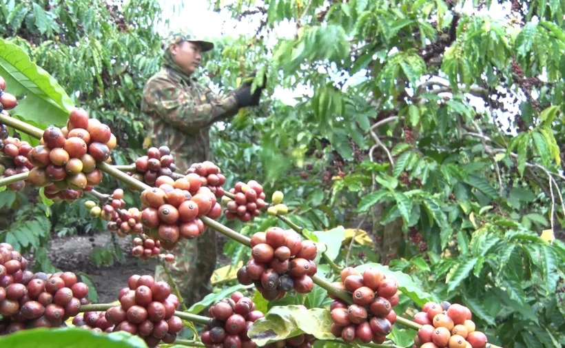 Nông dân tại huyện Đăk Hà, tỉnh Kon Tum thu hoạch cà phê có độ chín từ 90 – 95%. Ảnh: Dư Toán - TTXVN