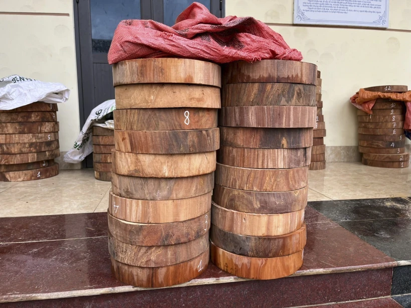 Số lóng thớt gỗ nghiến bị thu giữ. Ảnh: TTXVN phát