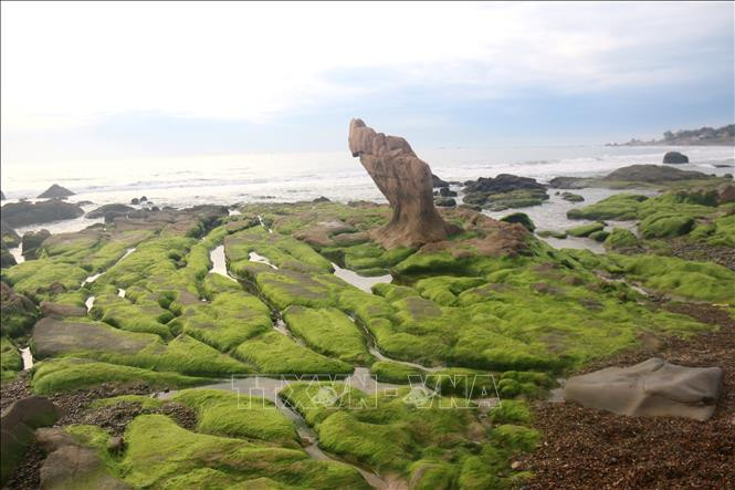 Bãi rêu Cổ Thạch nổi tiếng với những cảnh quan đặc sắc và các bãi đá hình thù khó có thể tìm thấy ở đâu khác khiến bao du khách muốn tìm đến thưởng lãm. Ảnh: Nguyễn Thanh – TTXVN