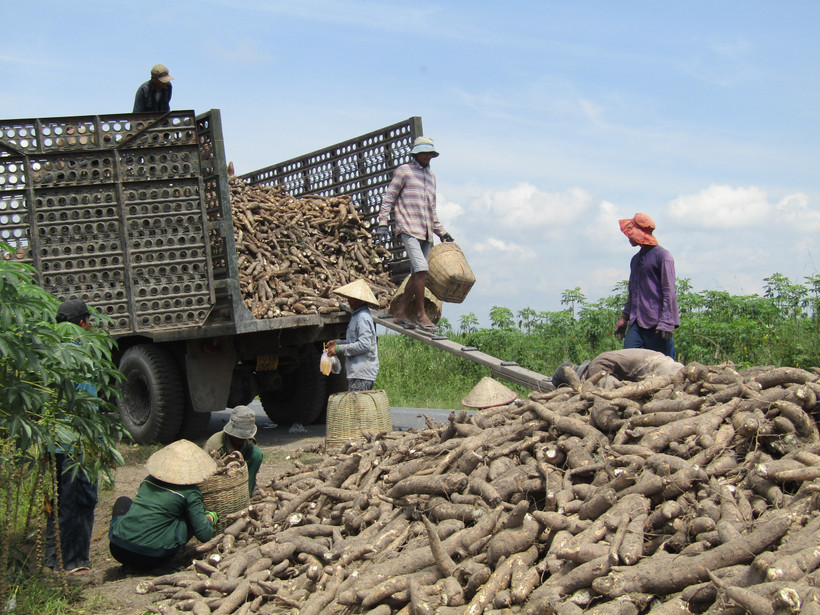 Thu hoạch sắn tại xã Phước Ninh, huyện Dương Minh Châu, tỉnh Tây Ninh. Ảnh: Lê Đức Hoảnh - TTXVN