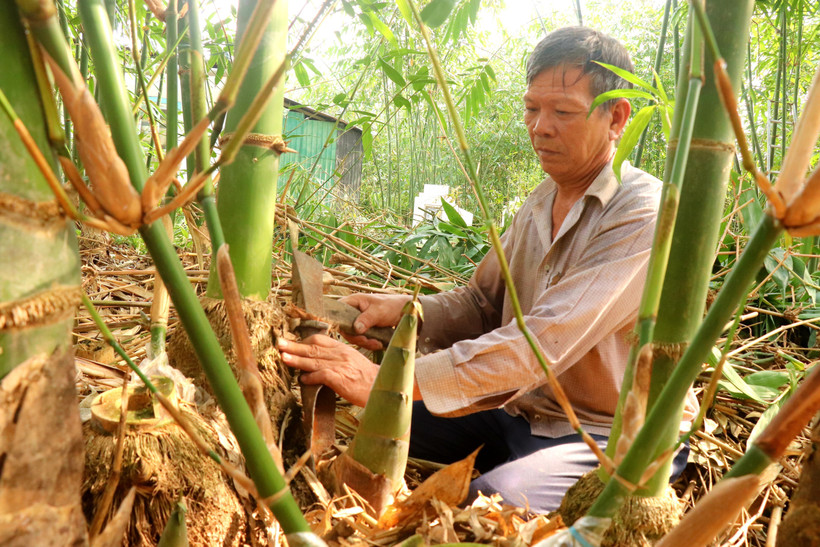 Ông Nguyễn Văn Cua, phường Tân Phú tại quận Cái Răng (thành phố Cần Thơ) thu hoạch măng tre. Ảnh: Thu Hiền - TTXVN