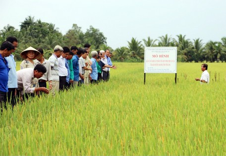 Cần Thơ xây dựng mô hình quản lý sức khỏe cây trồng tổng hợp