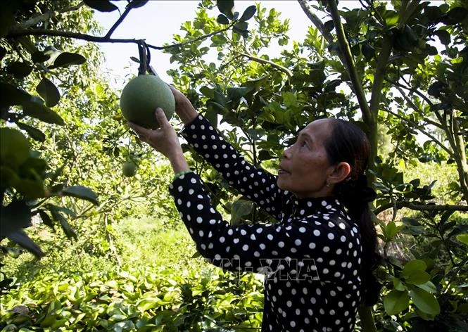 Chị Danh Thị Kim Ảnh, ấp Phước Ninh, xã Mong Thọ B, huyện Châu Thành (Kiên Giang), thu hoạch bưởi da xanh ruột hồng. Ảnh: Hồng Đạt - TTXVN