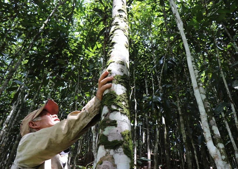 Nhờ trồng và phát triển quế, nhiều hộ đồng bào Cor ở Trà Bồng đã vươn lên thoát nghèo, làm giàu. Ảnh: Phạm Cường-TTXVN