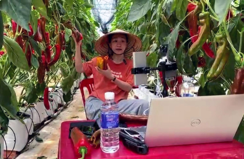 Nhân viên Hợp tác xã Vườn Nhà Đà Lạt (tỉnh Lâm Đồng) trong buổi Livestream bán hàng trực tiếp ngay tại vườn ớt ngọt. Ảnh: Chu Quốc Hùng - TTXVN