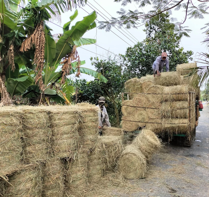 Thu hoạch rơm tại xã Tân Mỹ, huyện Thanh Bình (Đồng Tháp). Ảnh: Nguyễn Văn Trí - TTXVN