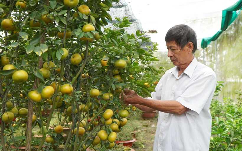 Quýt hồng Lai Vung “lên chậu” - nhà vườn sẵn sàng cho vụ Tết