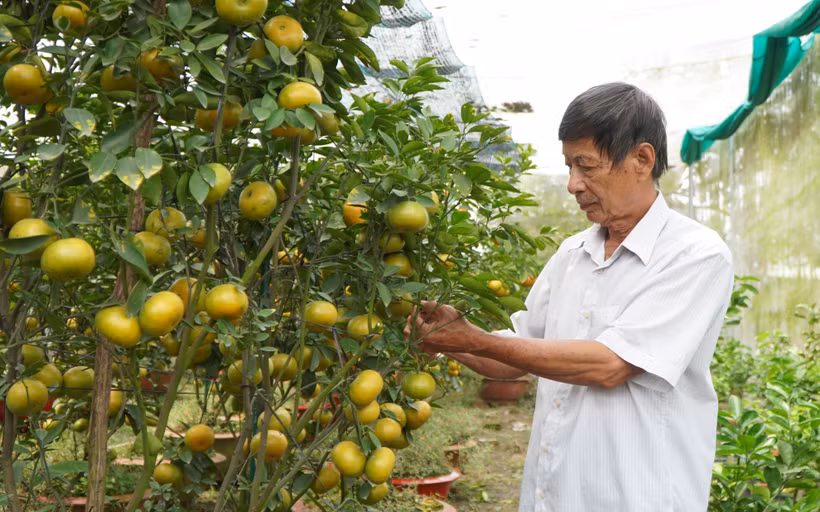 Quýt hồng Lai Vung “lên chậu” - nhà vườn sẵn sàng cho vụ Tết
