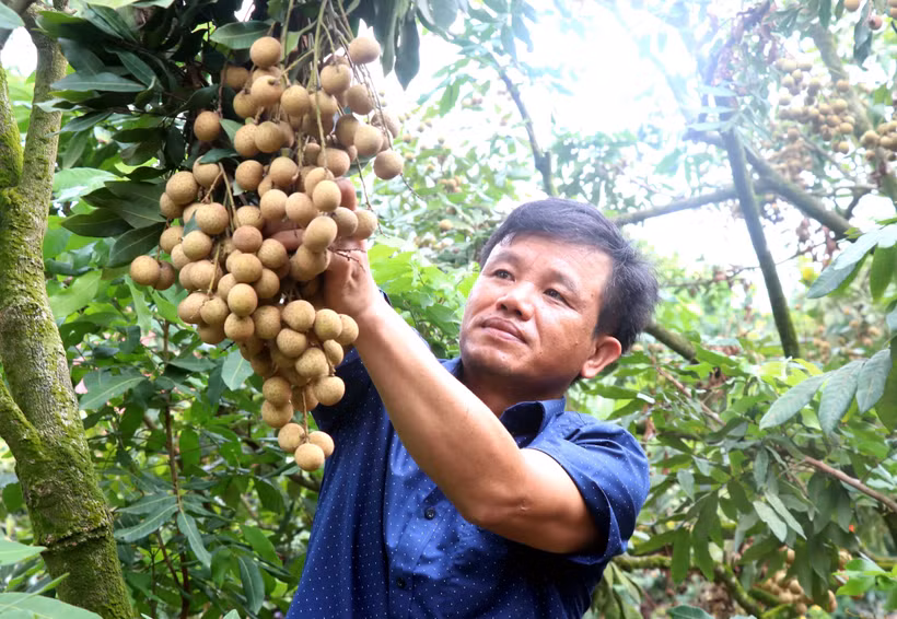 Ông Bùi Xuân Sử, thôn Nễ Châu, xã Hồng Nam, thành phố Hưng Yên là người tiên phong trồng nhãn hữu cơ. Ảnh: Đinh Văn Nhiều-TTXVN