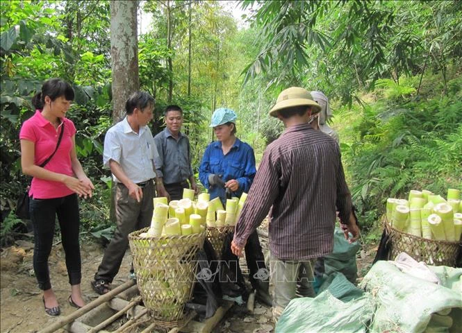 Thu nhập của người dân trồng tre măng Bát Độ ngày càng cao và ổn định từ khi có doanh nghiệp về thu mua, bao tiêu măng tươi. Ảnh: Tiến Khánh - TTXVN