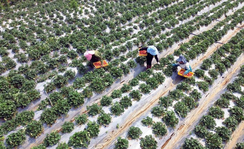 Thu hoạch dâu tây ở vườn của anh Phạm Đức Anh, bản Thanh Yên 1, xã Phiêng Khoài, huyện Yên Châu, tỉnh Sơn La để cung cấp ra thị trường. Ảnh: Quang Quyết - TTXVN